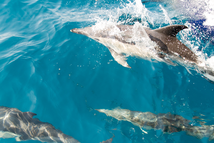 dolphin watching during a wedding ceremony boat day 